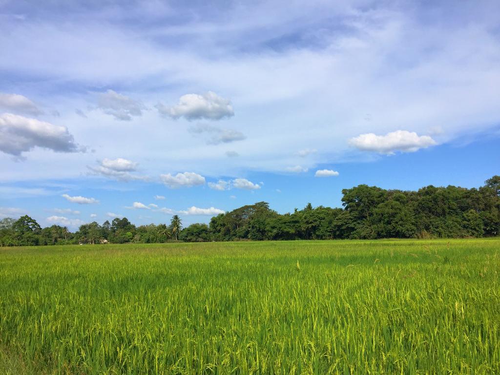Kejora Homestay 캉가르 외부 사진